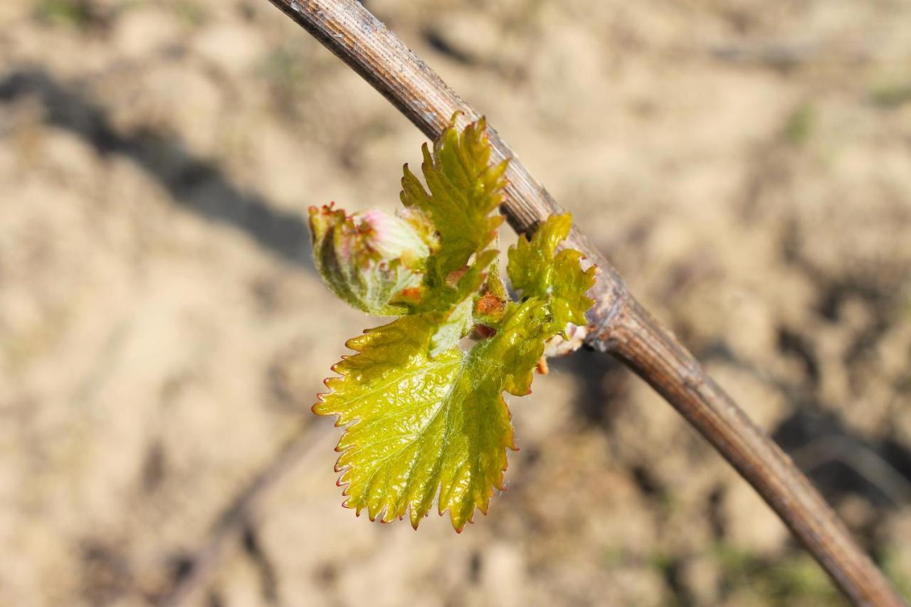 Domaine Joseph Lafarge Wine Resort Oeno-Tonneaux Experience Lugny Εξωτερικό φωτογραφία