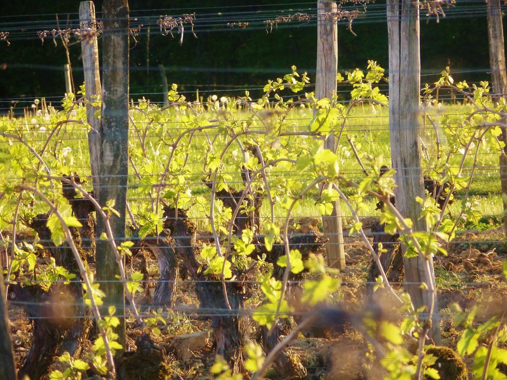 Domaine Joseph Lafarge Wine Resort Oeno-Tonneaux Experience Lugny Εξωτερικό φωτογραφία