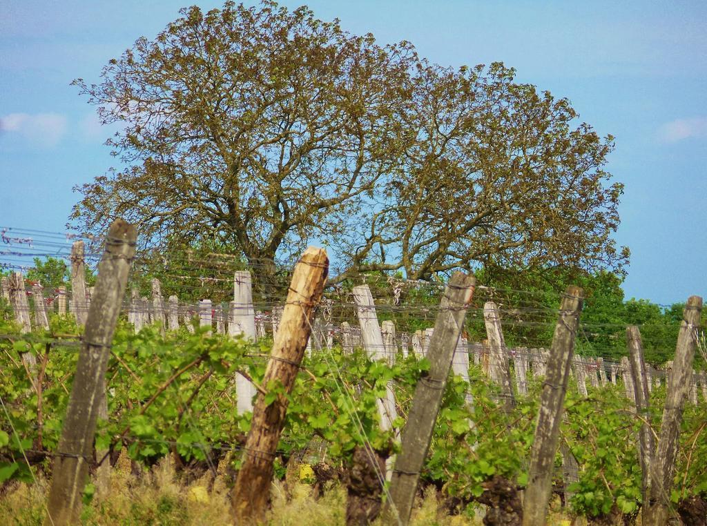 Domaine Joseph Lafarge Wine Resort Oeno-Tonneaux Experience Lugny Εξωτερικό φωτογραφία