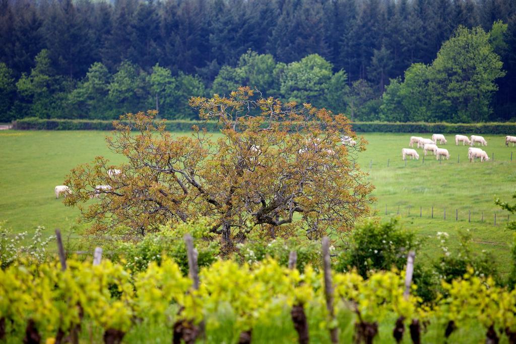 Domaine Joseph Lafarge Wine Resort Oeno-Tonneaux Experience Lugny Εξωτερικό φωτογραφία